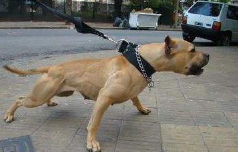  Top  Top 10: Cei mai periculosi caini din lume