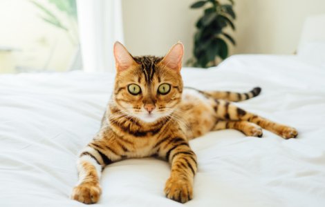  Top  Cateodata stau la poza! 15+ fotografii care demonstreaza cat de fotogenice sunt pisicile