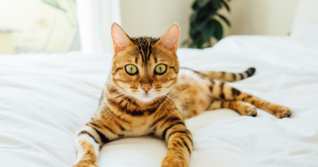  Top  Cateodata stau la poza! 15+ fotografii care demonstreaza cat de fotogenice sunt pisicile