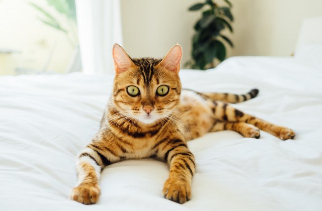 Cateodata stau la poza! 15+ fotografii care demonstreaza cat de fotogenice sunt pisicile