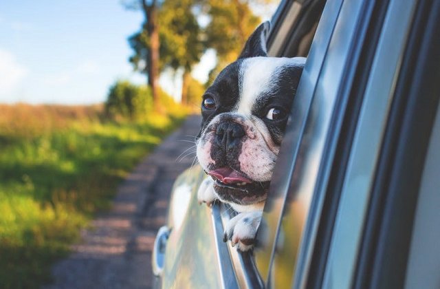 10 reactii amuzante ale cainilor care descopera ca nu sunt dusi la plimbare, ci la veterinar