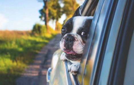  Top  10 reactii amuzante ale cainilor care afla ca merg la veterinar