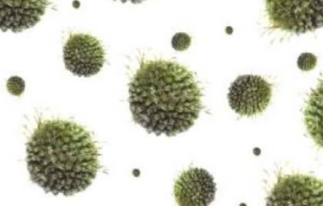 Focare de antrax, depistate in apropierea Romania