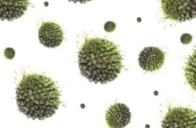 Focare de antrax, depistate in apropierea Romania