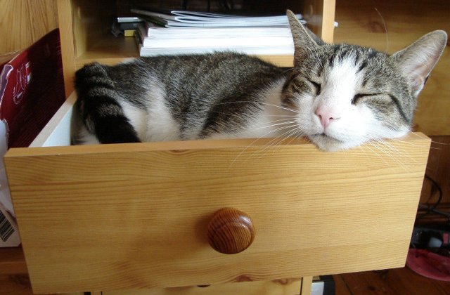 Nu te plictisesti privindu-le! 10+ fotografii cu pisici dormind in cele mai bizare locuri