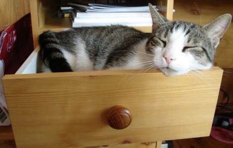  Top  10+ fotografii cu pisici dormind in cele mai bizare locuri