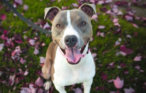 Un caine si-a aparat stapanul in varsta de 9 ani, dupa ce un hot l-a atacat in propria locuinta