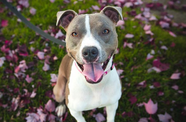 Un caine si-a aparat stapanul in varsta de 9 ani, dupa ce un hot l-a atacat in propria locuinta