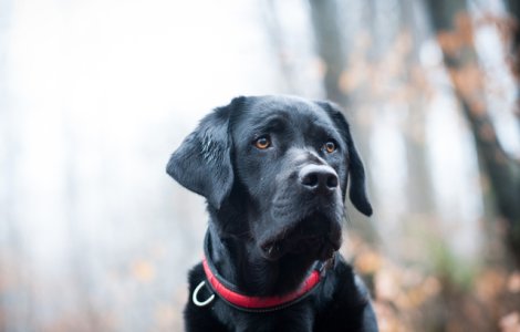 Incredibil! Un caine pierdut in urma cu 10 ani s-a intors acasa