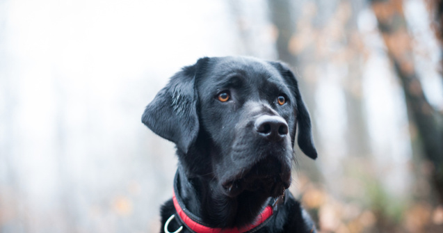 Incredibil! Un caine pierdut in urma cu 10 ani s-a intors acasa