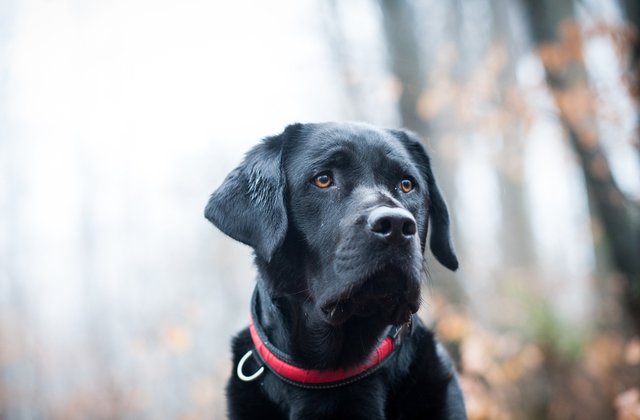 [FOTO] Incredibil! Un caine pierdut in urma cu 10 ani s-a intors acasa