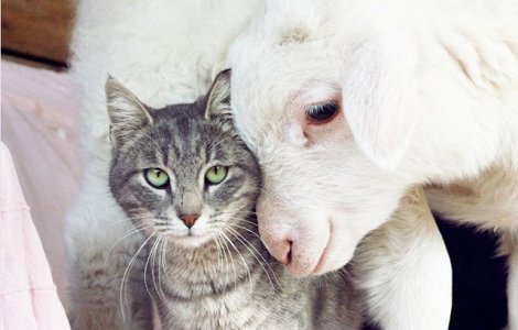  Top  Prietenia nu tine cont de... specie. 10+ imagini care demonstreaza ca animalele sunt mai iubitoare decat oamenii