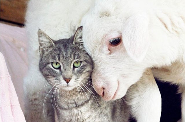 Prietenia nu tine cont de... specie. 10+ imagini care demonstreaza ca animalele sunt mai iubitoare decat oamenii