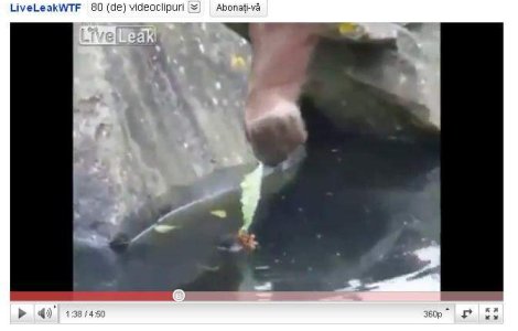  Video  Un urangutan a salvat de la inec un pui de lisita