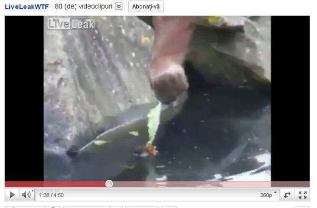 [VIDEO] Un urangutan a salvat de la inec un pui de lisita