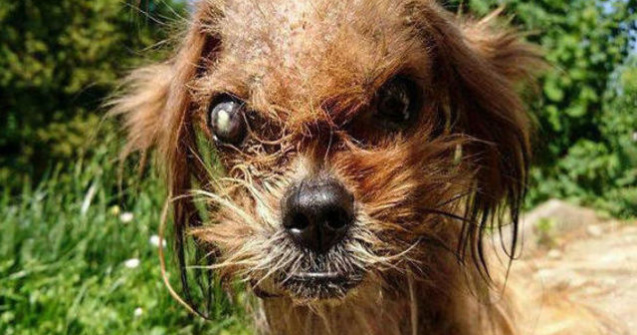 Nimeni nu voia acest caine urat. Cum arata dupa ce a fost salvat