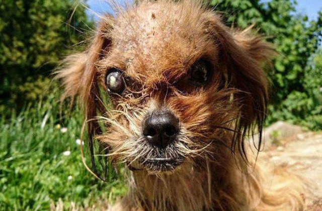 [FOTO] Nimeni nu voia acest caine urat. Cum arata la 8 luni dupa ce a fost salvat