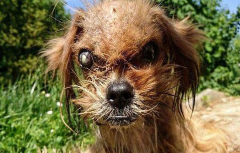 Nimeni nu voia acest caine urat. Cum arata dupa ce a fost salvat