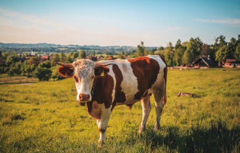 Cum ar arata viata pe pamant daca nu ar exista vacile?