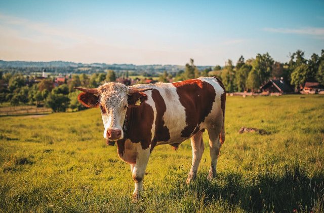 Cum ar arata viata pe pamant daca nu ar exista vacile?