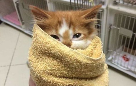  Top  Terapie prin zambete: imagini cu animale, bune pentru zilele stresante