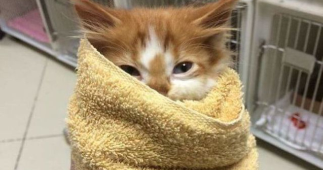  Top  Terapie prin zambete: imagini cu animale, bune pentru zilele stresante