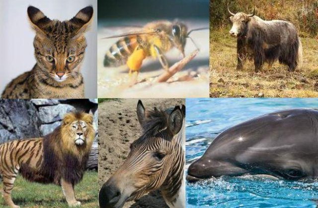 Top 10: Cele mai bizare animale-hibrid