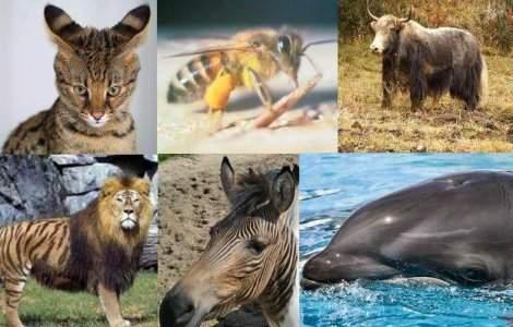  Top  Top 10: Cele mai bizare animale-hibrid