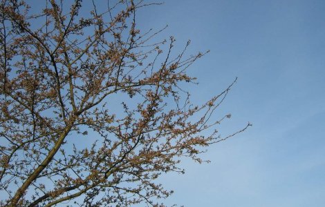 Halal, accidentare! A cazut din cires si sta trei luni pe bara