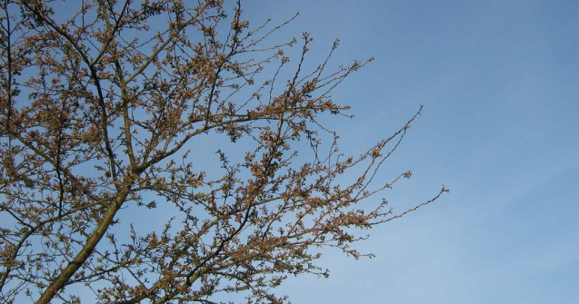 Halal, accidentare! A cazut din cires si sta trei luni pe bara