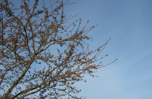 Halal, accidentare! A cazut din cires si sta trei luni pe bara