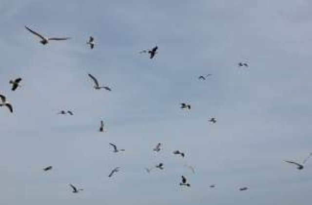 Cea mai inteligenta pasare de pe Pamant