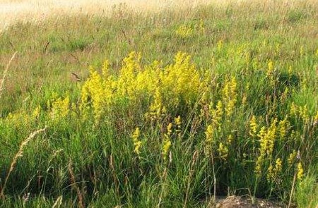 Obiceiuri si traditii de sanziene