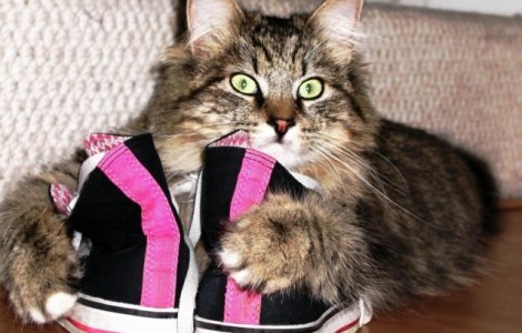  Top  10 poze care arata ca pisicile au simtul proprietatii bine dezvoltat