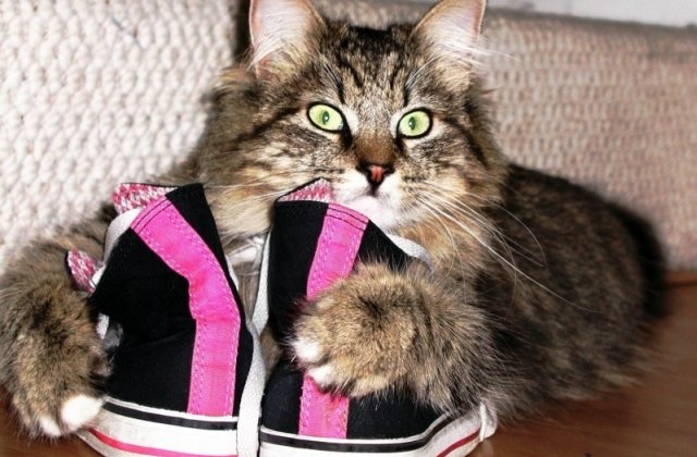 10 imagini care demonstreaza ca pisicile au simtul proprietatii bine dezvoltat