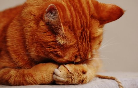 Si-a inscenat moartea pentru a testa reactia pisicii