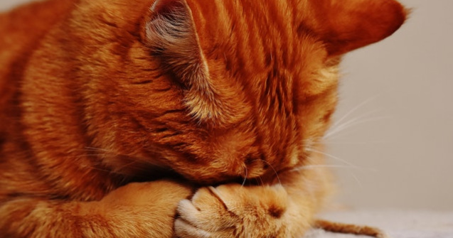 Si-a inscenat moartea pentru a testa reactia pisicii