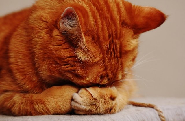 [VIDEO] Si-a inscenat moartea pentru a testa reactia pisicii. Ce s-a intamplat