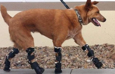 Primul catel "bionic"