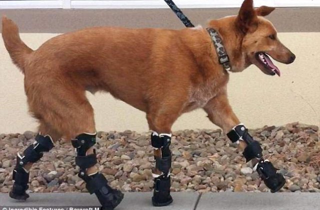 Primul catel "bionic"