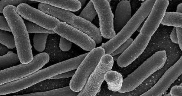 E.coli face noi victime