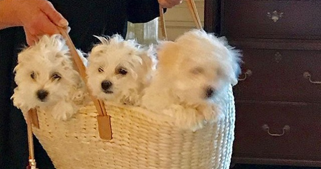 Barbra Streisand si-a clonat de doua ori cainele care a murit anul trecut