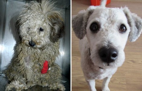  Top  Bucuria li se citeste in ochi. 15+ caini inainte si dupa ce au fost adoptati de familii iubitoare