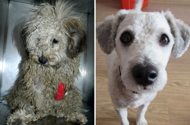Bucuria li se citeste in ochi. 15+ caini inainte si dupa ce au fost adoptati de familii iubitoare