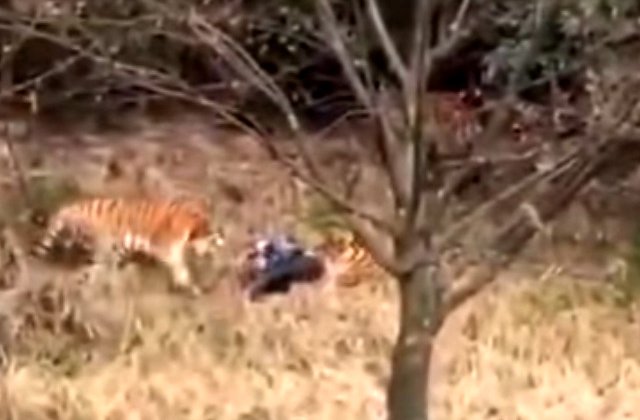 Un barbat care a intrat in gradina Zoo sarind gardul a fost mancat de tigri / VIDEO