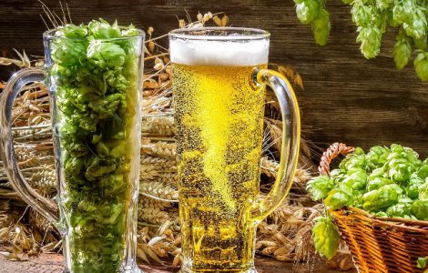 Efectele benefice ale hameiului, aurul verde al berii