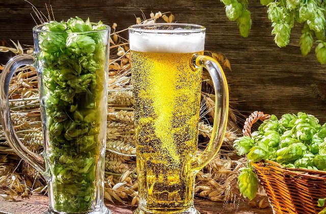 Efectele benefice ale hameiului, aurul verde al berii