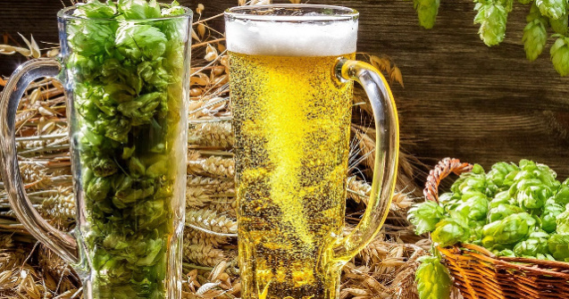 Efectele benefice ale hameiului, aurul verde al berii