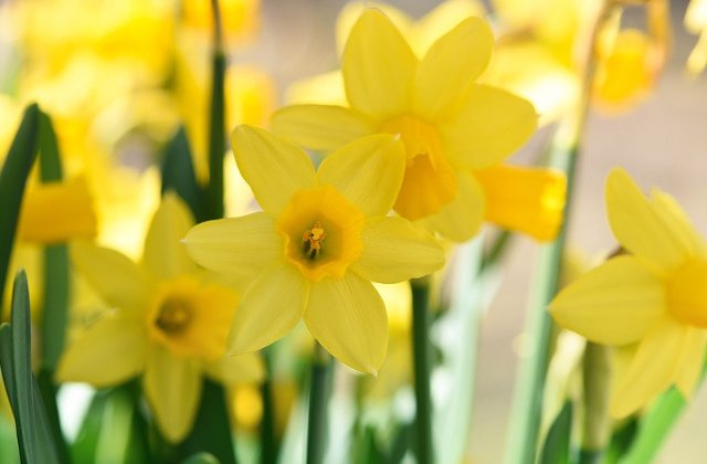 Studiu: Un compus extras din narcise are propritati anticancerigene