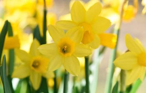 Studiu: Un compus extras din narcise are propritati anticancerigene